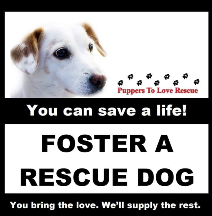 Puppy. Puppers to Love Rescue. You can save a life! Foster a rescue dog. You bring the love. We'll supply the rest.