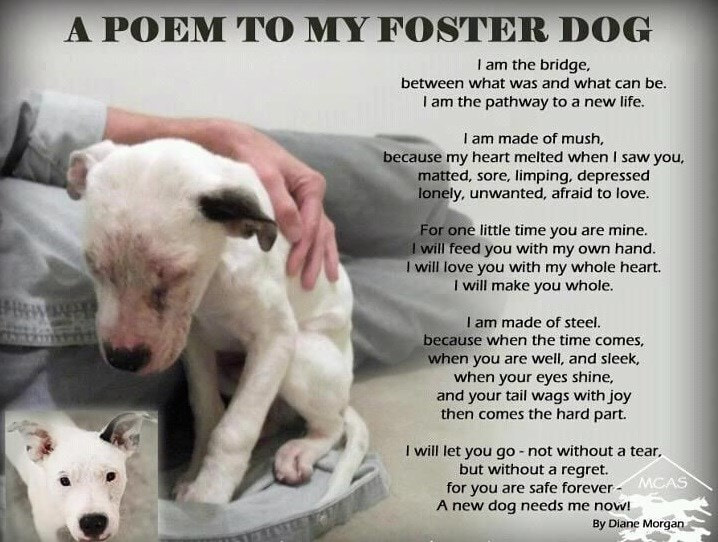 A poem to my foster dog. Cowering puppy background with insert of puppy happy. I am the bridge, between what was and what can be. I am the pathway to a new life. I am made of mush, because my heart melted when I saw you, matted, sore, limping, depressed, lonely, unwanted, afraid to love. For one little time you are mine. I will feed you with my own hand. I will love you with my whole heart. I will make you whole. I am made of steel, because when the time comes, when you are well, and sleek, when your eyes shine, and your tail wags with joy, then comes the hard part. I will let you go - not without a tear, but without regret. For you are safe forever - a new dog needs me now! By Diane Morgan.