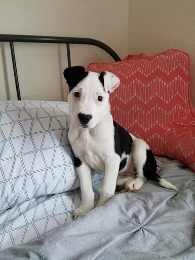 Black and white puppy sitting on a bed.