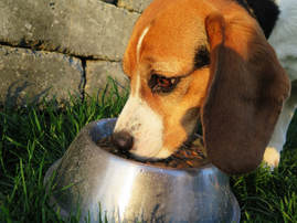 Beagle eating out of bowl