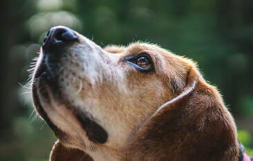 Beagle looking up