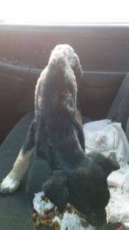 Emaciated puppy eating in car