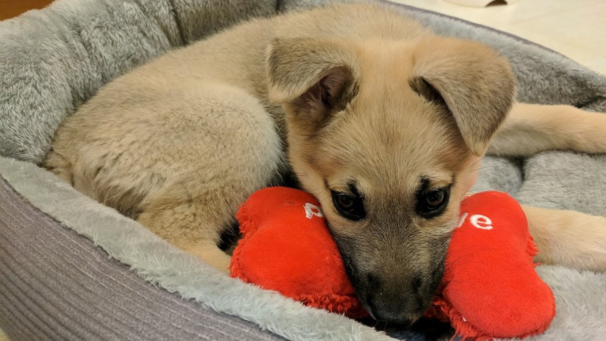 Tan puppy in dog bed with toy