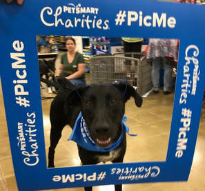 Dog in a #PicMe Frame at PetSmart