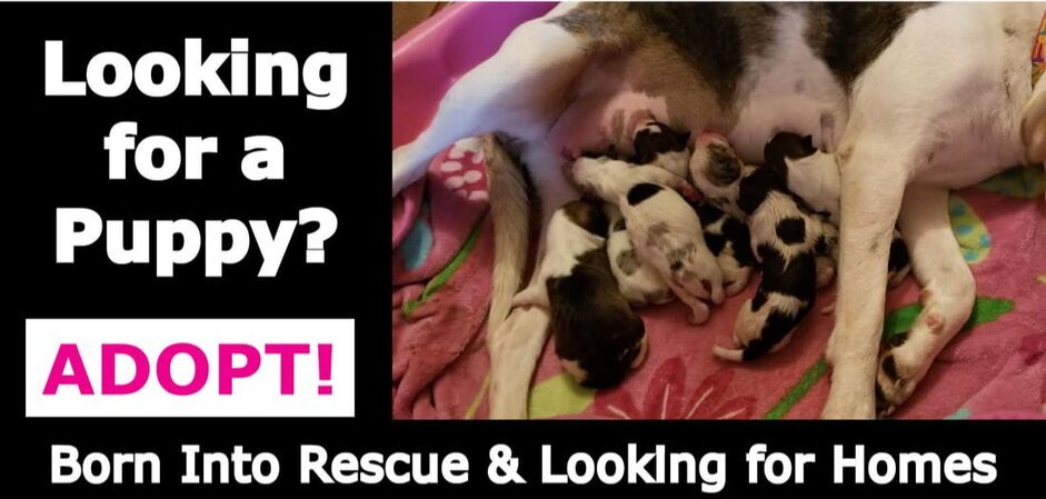 Baby puppies nursing. Looking for a puppy? Adopt! Born into rescue and looking for homes.