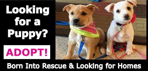 Two puppies sitting with leashes. Looking for a puppy? Adopt! Born into rescue and looking for homes.